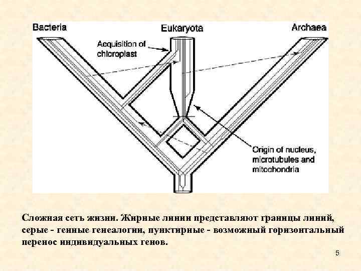 Сложная сеть жизни. Жирные линии представляют границы линий, серые - генные генеалогии, пунктирные -