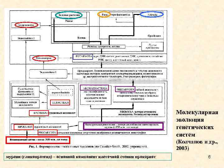 Молекулярная эволюция генетических систем (Колчанов и др. , 2003) муреин (гликопротеид) – основной компонент