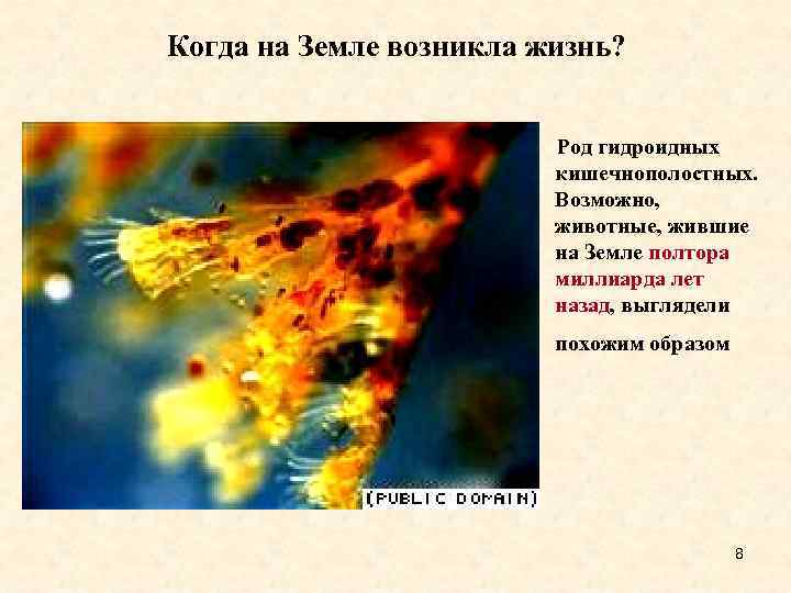 Когда на Земле возникла жизнь? Pод гидроидных кишечнополостных. Возможно, животные, жившие на Земле полтора