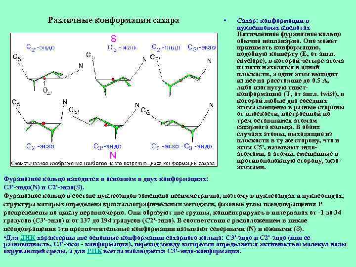 Различные конформации сахара • Сахар: конформации в нуклеиновых кислотах Пятичленное фуранозное кольцо обычно непланарно.