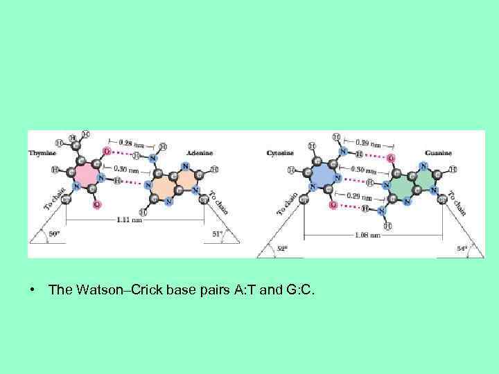  • The Watson–Crick base pairs A: T and G: C. 