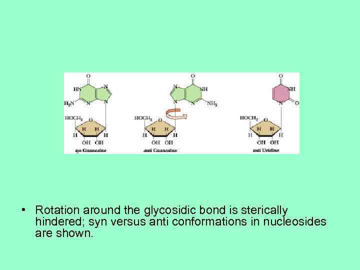  • Rotation around the glycosidic bond is sterically hindered; syn versus anti conformations