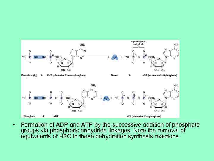  • Formation of ADP and ATP by the successive addition of phosphate groups