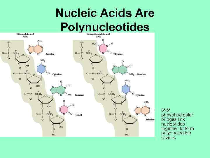 Nucleic Acids Are Polynucleotides • 3'-5' phosphodiester bridges link nucleotides together to form polynucleotide