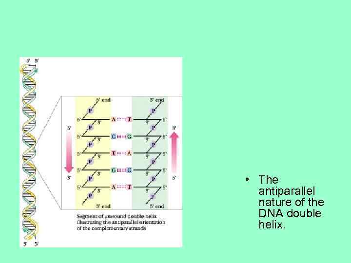  • The antiparallel nature of the DNA double helix. 