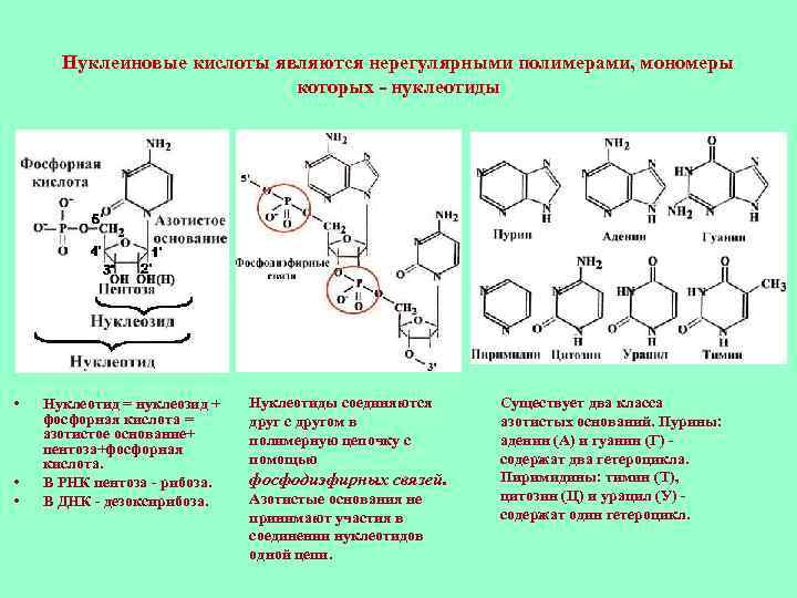 Мономером рнк является. Структура нуклеиновых кислот формула. Полимерная цепь нуклеиновая кислота. Фосфорная кислота РНК. Строение нуклеиновых кислот.