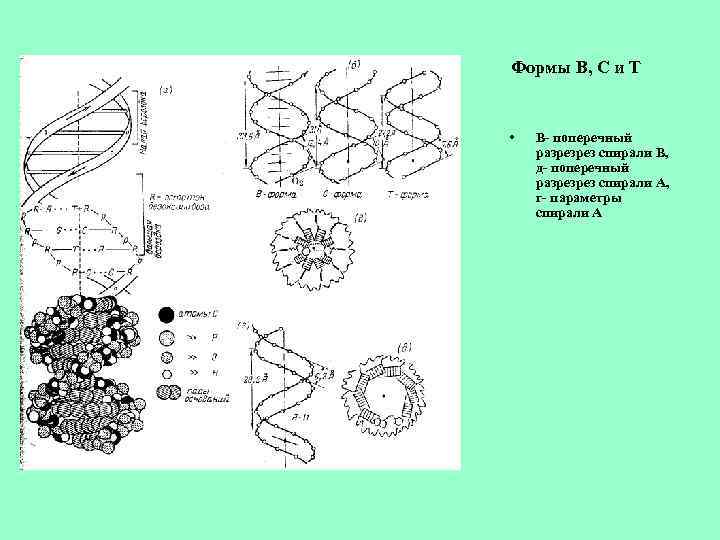 Формы В, С и Т • В- поперечный разрезрез спирали В, д- поперечный разрезрез