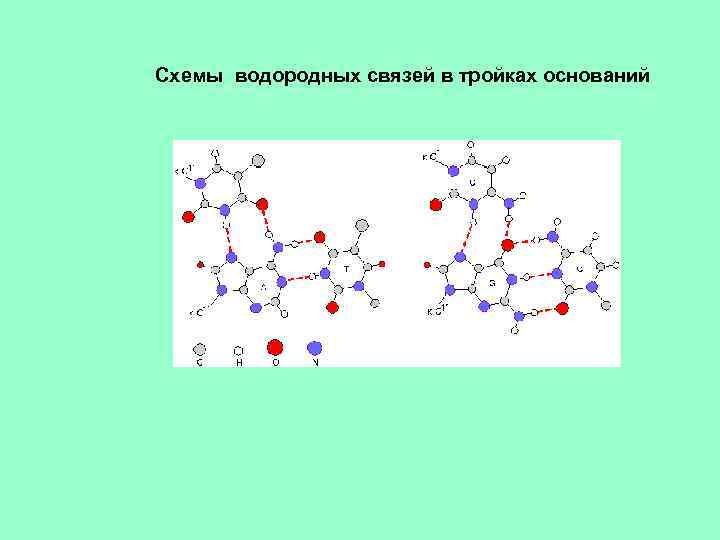 Схемы водородных связей в тройках оснований 
