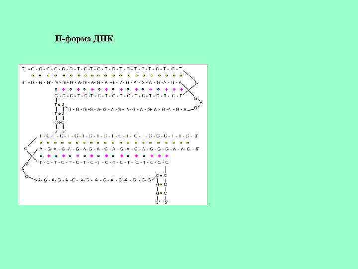 H-форма ДНК 