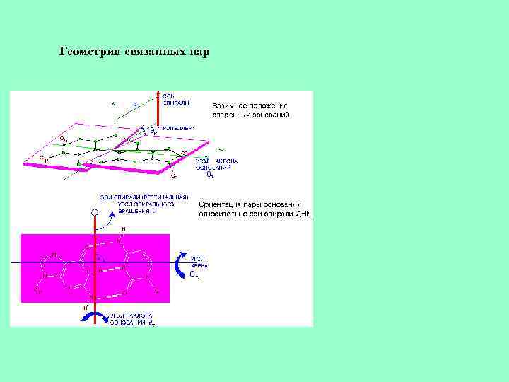 Геометрия связанных пар 