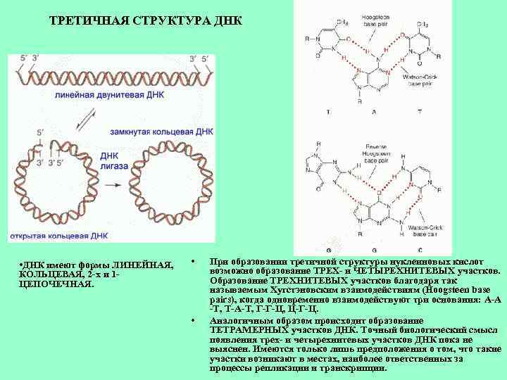 Третичная и четвертичная структура днк