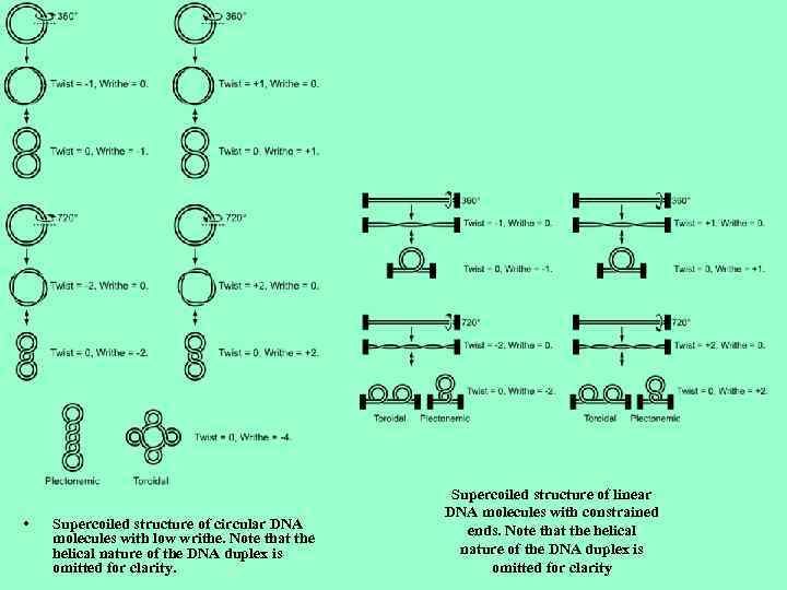  • Supercoiled structure of circular DNA molecules with low writhe. Note that the