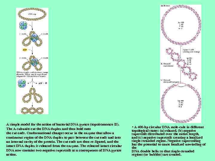 A simple model for the action of bacterial DNA gyrase (topoisomerase II). The A-subunits