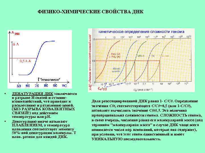 ФИЗИКО-ХИМИЧЕСКИЕ СВОЙСТВА ДНК • • ДЕНАТУРАЦИЯ ДНК заключается в разрыве Н-связей и стэкингвзаимодействий, что
