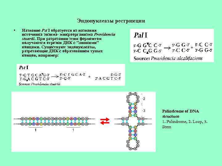 Эндонуклеазы рестрикции • Название Pst I образуется из названия источника энзима- микроорганизма Providencia stuartii.