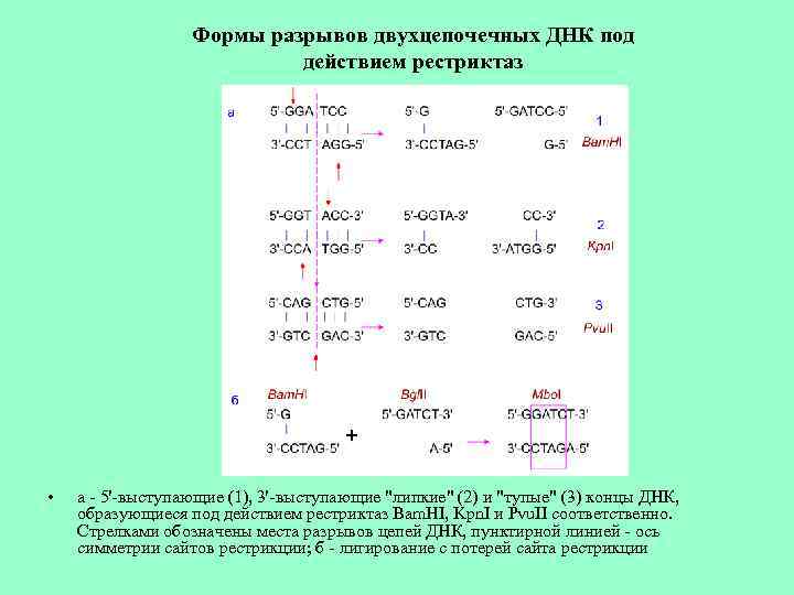 Формы разрывов двухцепочечных ДНК под действием рестриктаз • а - 5'-выступающие (1), 3'-выступающие 