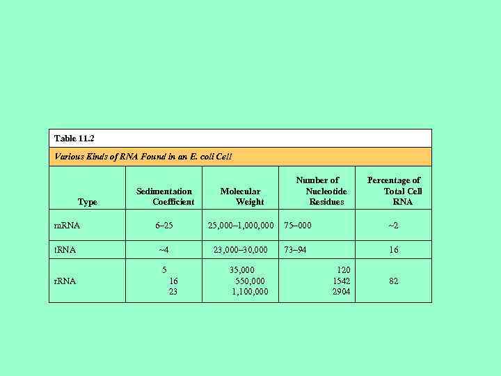 Table 11. 2 Various Kinds of RNA Found in an E. coli Cell Number