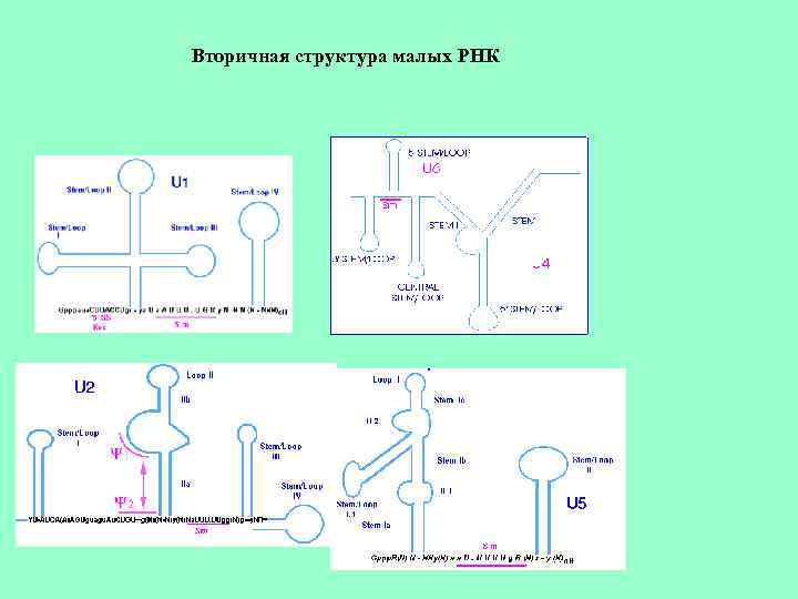 Вторичная структура малых РНК 