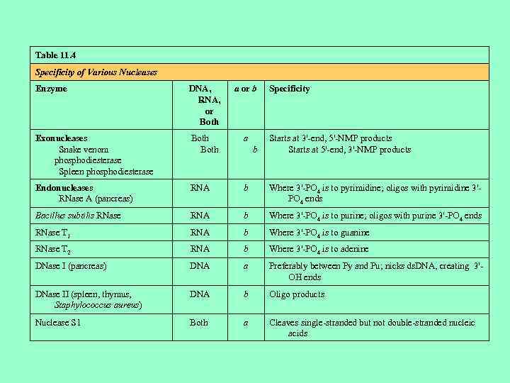 Table 11. 4 Specificity of Various Nucleases Enzyme DNA, RNA, or Both a or