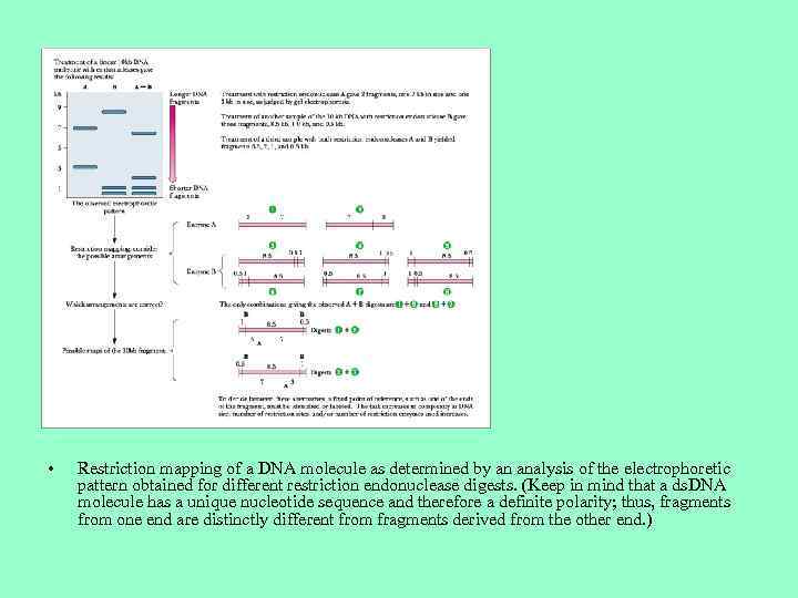  • Restriction mapping of a DNA molecule as determined by an analysis of