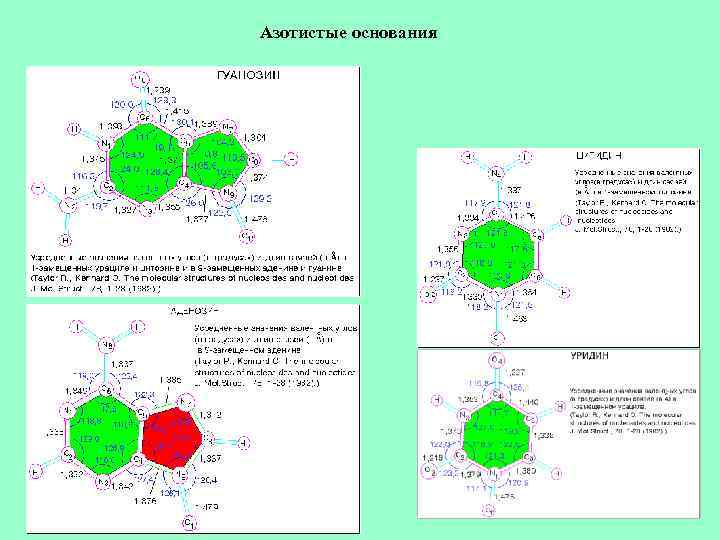 Азотистые основания 