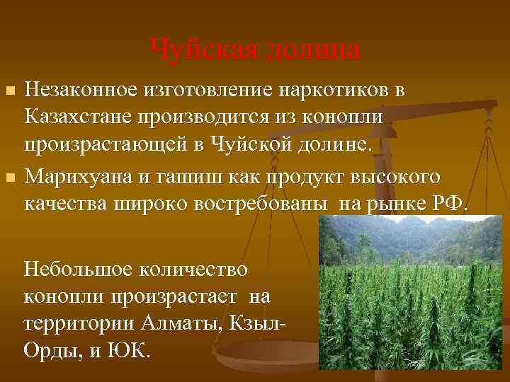 Чуйская долина n n Незаконное изготовление наркотиков в Казахстане производится из конопли произрастающей в