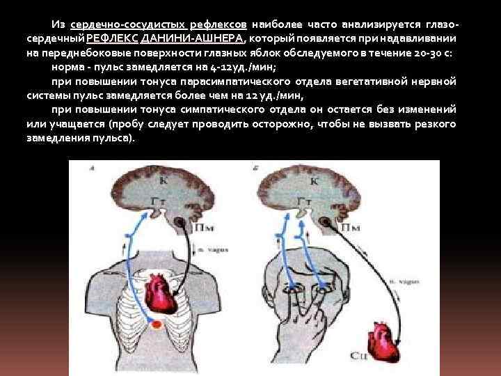 Из сердечно-сосудистых рефлексов наиболее часто анализируется глазосердечный РЕФЛЕКС ДАНИНИ-АШНЕРА, который появляется при надавливании на