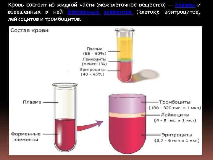 Кровь состоит из жидкой части (межклеточное вещество) — плазмы и взвешенных в ней форменных