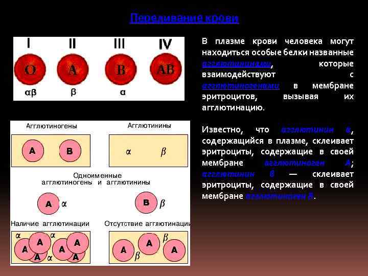 Переливание крови В плазме крови человека могут находиться особые белки названные агглютининами, которые взаимодействуют