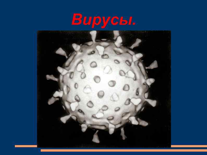 Вирусы. 