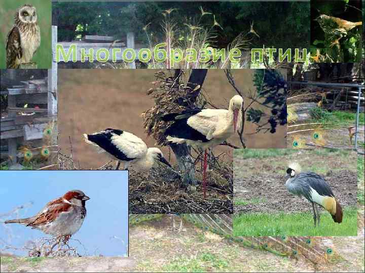 Многообразие птиц 