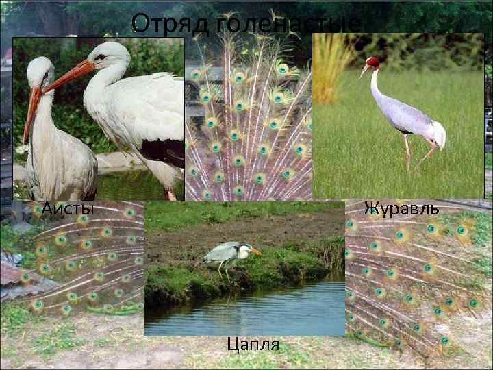Отряд голенастые Аисты Журавль Цапля 