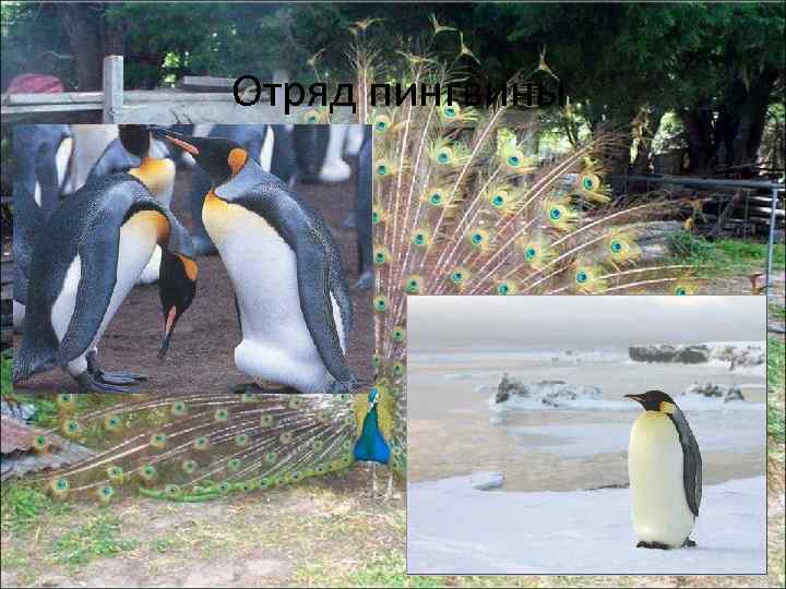 Отряд пингвины 