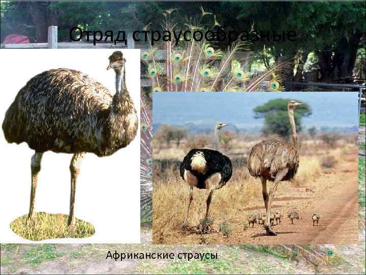 Отряд страусообразные Африканские страусы 