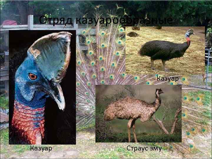 Отряд казуарообразные Казуар Страус эму 