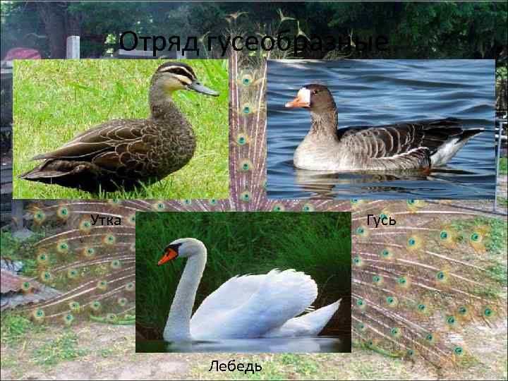 Отряд гусеобразные Утка Гусь Лебедь 