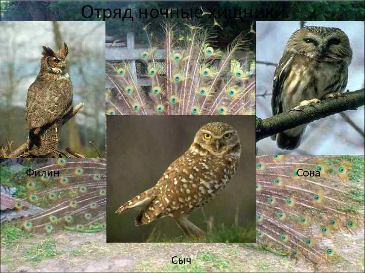 Отряд ночные хищники. Филин Сова Сыч 