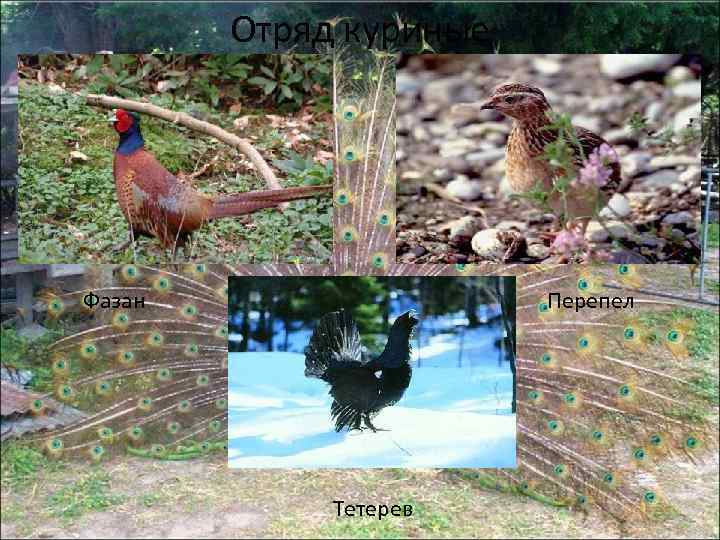 Отряд куриные Фазан Перепел Тетерев 