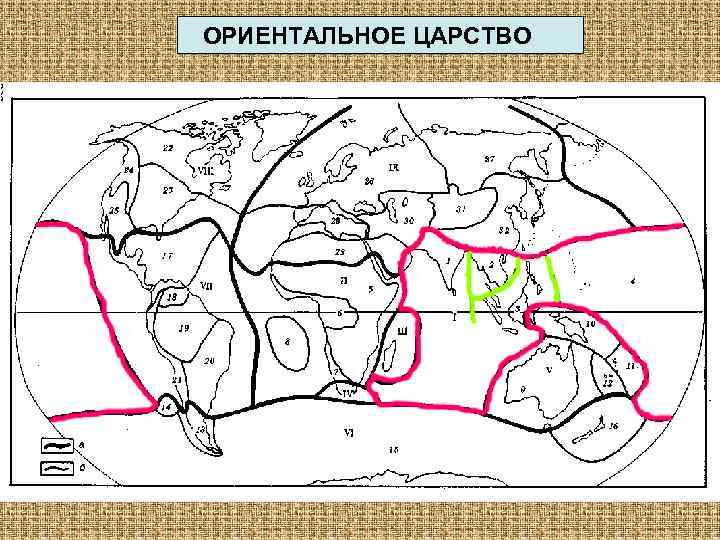 Фаунистические области карта