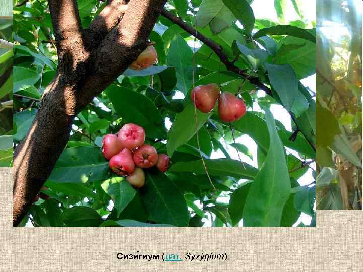 Сизи гиум (лат. Syzýgium) 