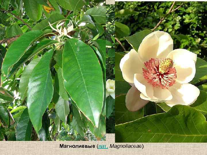Магнолиевые (лат. Magnoliaceae) 