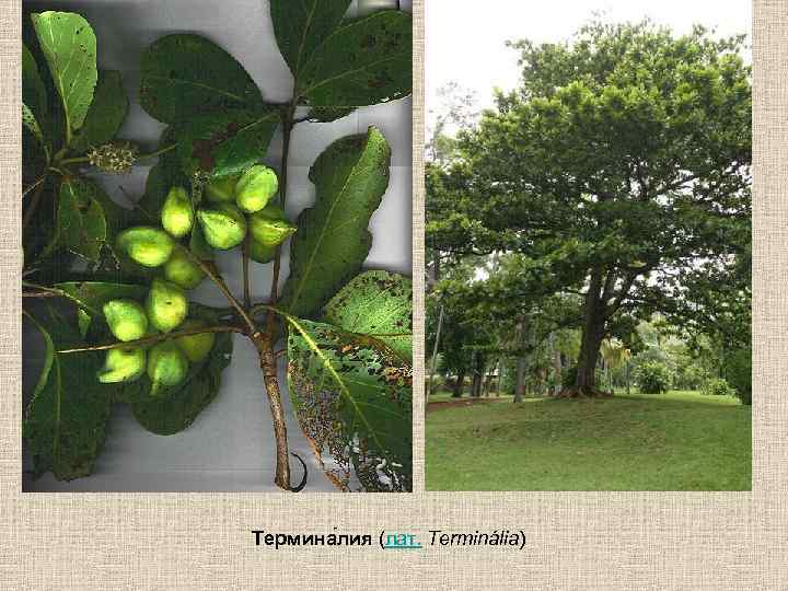 Термина лия (лат. Terminália) 