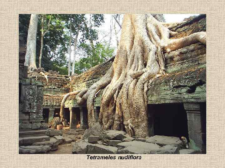 Tetrameles nudiflora 