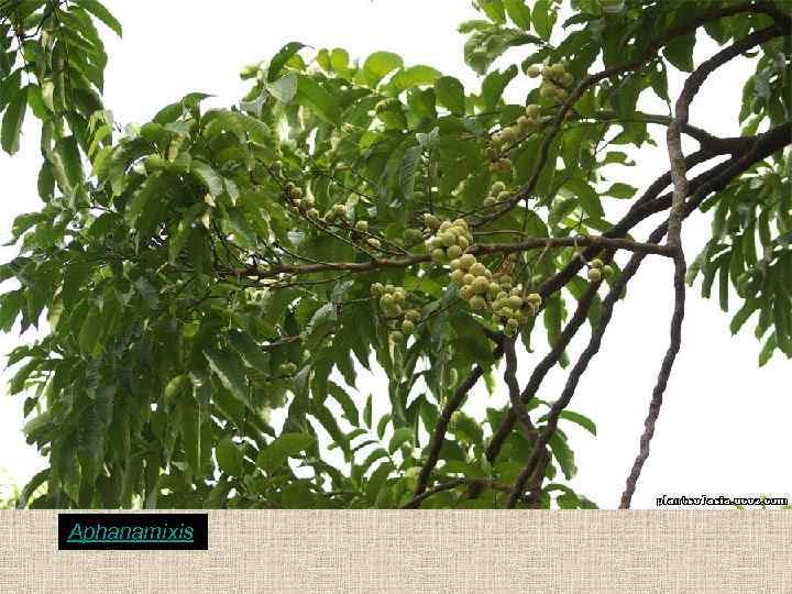 Aphanamixis 