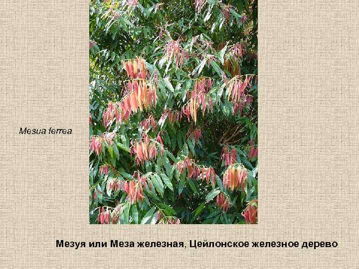 Mesua ferrea Мезуя или Меза железная, Цейлонское железное дерево 