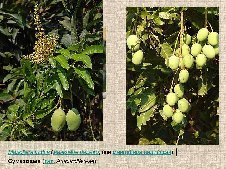 Mangifera indica (манговое дерево, или мангифера индийская). Сума ховые (лат. Anacardiáceae) 