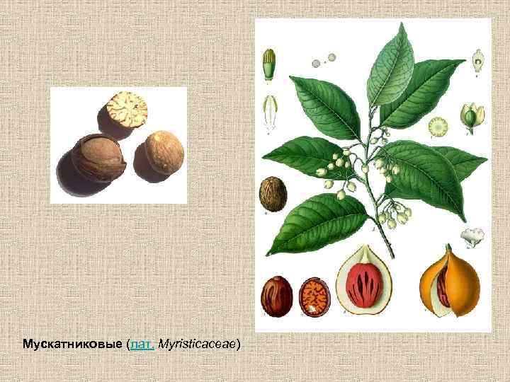 Мускатниковые (лат. Myristicaceae) 