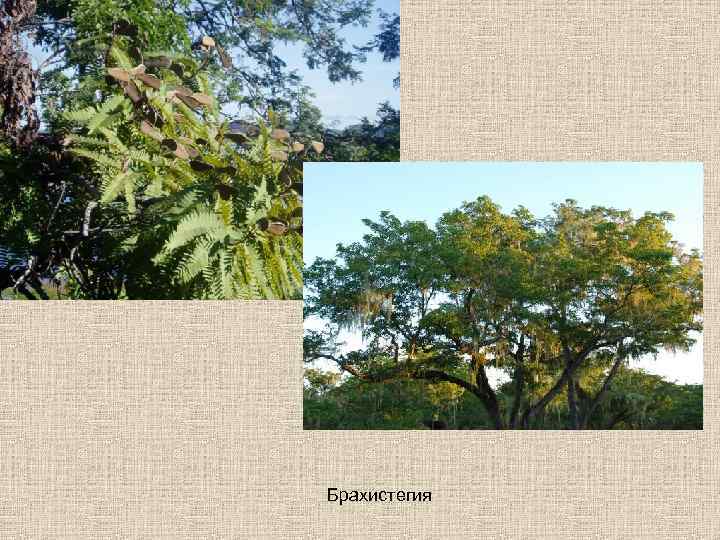 Брахистегия 