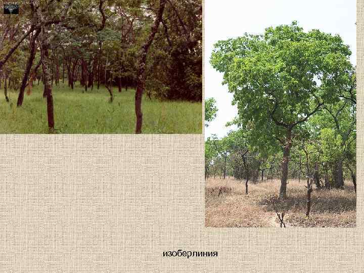 изоберлиния 