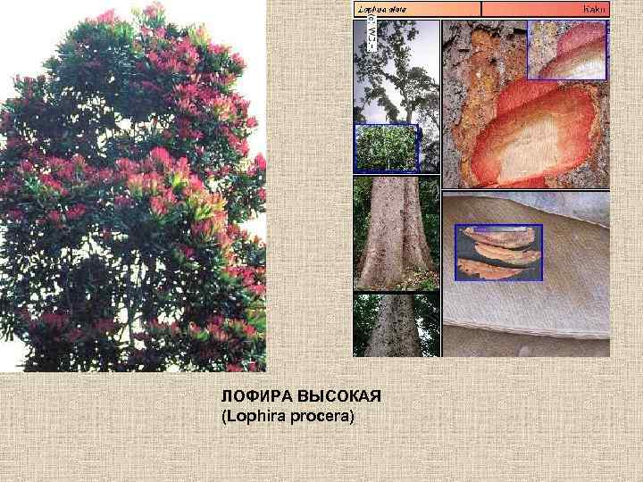 ЛОФИРА ВЫСОКАЯ (Lophira procera) 